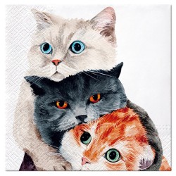 Miaou Cat